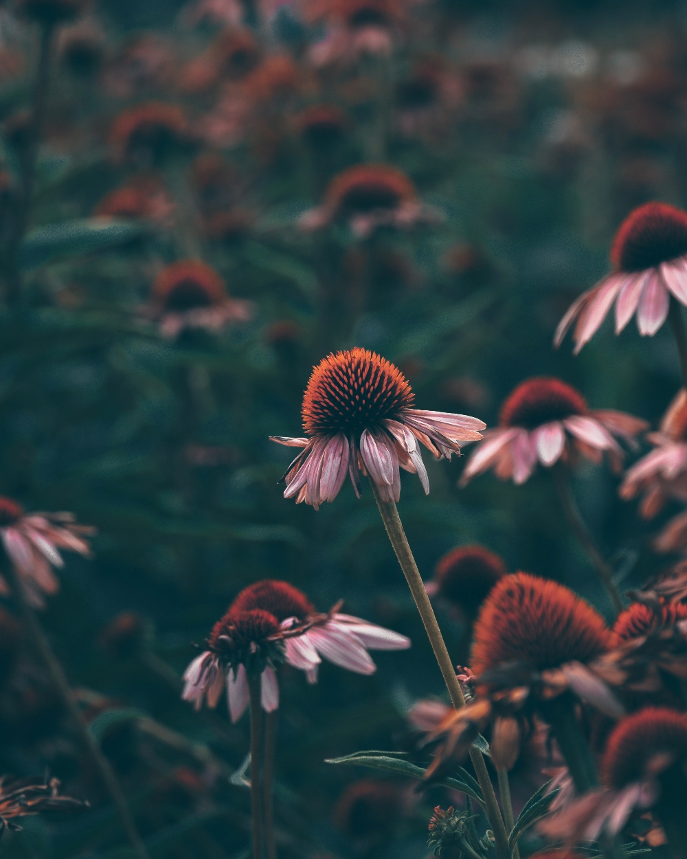 echinacea